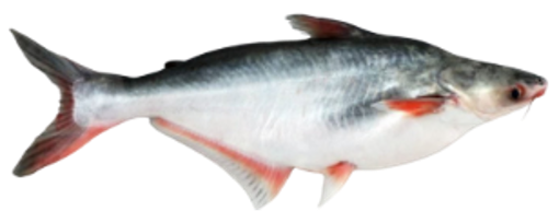 Basa (Patin)