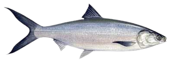 MilkFish