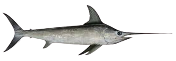Swordfish
